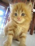 Aslan Super Junior - Persian Cat