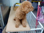 Money - Poodle Dog