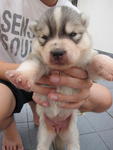 Siberian Husky Puppies - Siberian Husky Dog