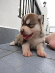 Siberian Husky Puppies - Siberian Husky Dog