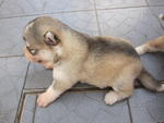 Siberian Husky Puppies - Siberian Husky Dog