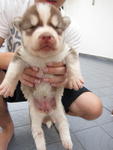 Siberian Husky Puppies - Siberian Husky Dog