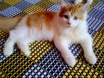 Adeq - Domestic Long Hair Cat