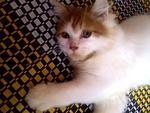 Adeq - Domestic Long Hair Cat