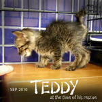 Teddy - Domestic Short Hair Cat