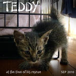 Teddy - Domestic Short Hair Cat