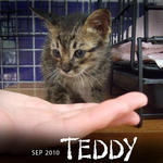 Teddy - Domestic Short Hair Cat