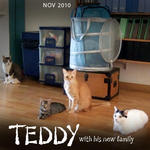 Teddy - Domestic Short Hair Cat