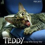 Teddy - Domestic Short Hair Cat