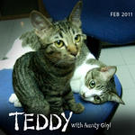 Teddy - Domestic Short Hair Cat