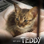 Teddy - Domestic Short Hair Cat