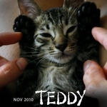 Teddy - Domestic Short Hair Cat