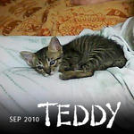 Teddy - Domestic Short Hair Cat