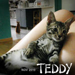 Teddy - Domestic Short Hair Cat