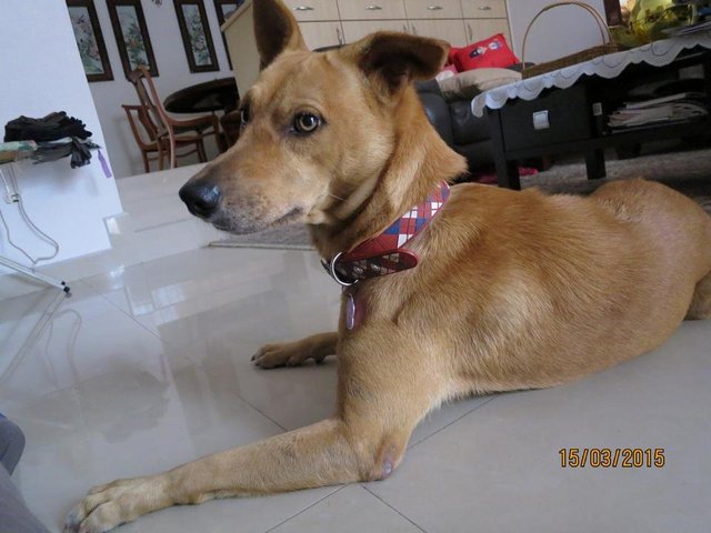 Spain - Mixed Breed Dog