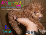 Tiny Size Toy Poodle Puppy - Poodle Dog