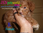 Tiny Size Toy Poodle Puppy - Poodle Dog