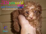 Tiny Size Toy Poodle Puppy - Poodle Dog