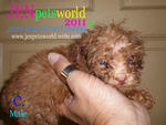 Tiny Size Toy Poodle Puppy - Poodle Dog