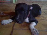 American Pitbull Showline - Pit Bull Terrier Dog