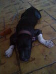 American Pitbull Showline - Pit Bull Terrier Dog