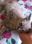 Stray Kitten Name 'horlick' - Domestic Short Hair + Siamese Cat