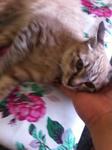 Stray Kitten Name 'horlick' - Domestic Short Hair + Siamese Cat