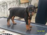 Dobermann - Doberman Pinscher Dog