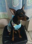 Juniur - Miniature Pinscher Dog