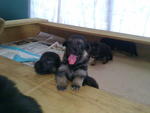 German Shepherd Dog Puppies - German Shepherd Dog Dog