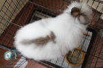 Snowsnow - Jersey Wooly Rabbit