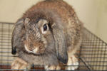 Joko - Holland Lop Rabbit