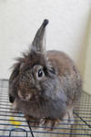 Joko - Holland Lop Rabbit