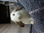 Olee - Mini-Lop Rabbit