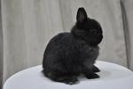 Netherland Dwarf - Solid Black - Netherland Dwarf Rabbit