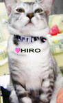 Hiro - British Shorthair Cat