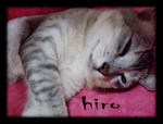 Hiro - British Shorthair Cat