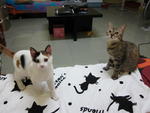 Elmo &amp; Comel - Domestic Short Hair Cat