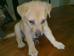 Nana - Golden Retriever Mix Dog