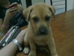 Nana - Golden Retriever Mix Dog