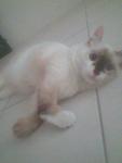 Syasya - Domestic Medium Hair Cat