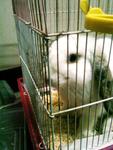 Holly Oh - Holland Lop Rabbit