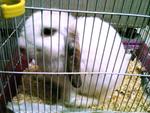 Holly Oh - Holland Lop Rabbit