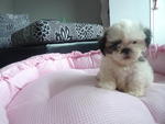 Shih Tzu For Sale - Shih Tzu Dog