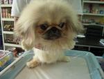 Pekingese Puppy - Pekingese Dog