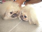 Pekingese Puppy - Pekingese Dog