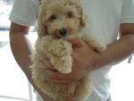 Toy Poodle Puppies - Poodle Dog