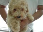 Toy Poodle Puppies - Poodle Dog