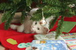 Snowflake - Norwegian Forest Cat Cat