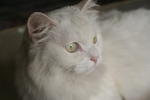 Snowflake - Norwegian Forest Cat Cat